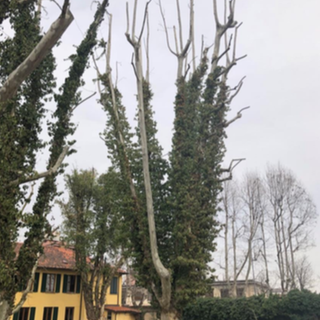 La provincia ha avviato le potature degli alberi nelle sedi degli istituti scolastici di Novara