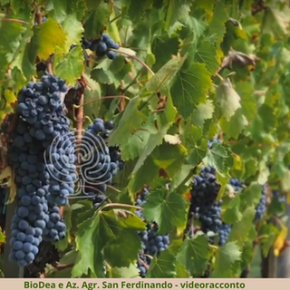 Vigneto: come ridurre i trattamenti di rame e zolfo con l'uso del distillato di legno biodea