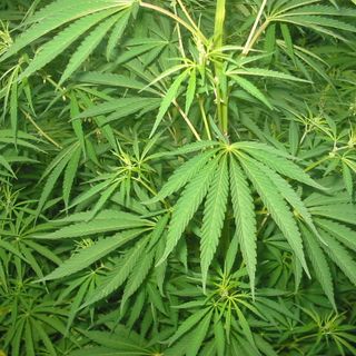 Cannabis terapeutica, Luv: “Farmaci introvabili, inaccettabile che i malati piemontesi rimangano senza cure&quot;
