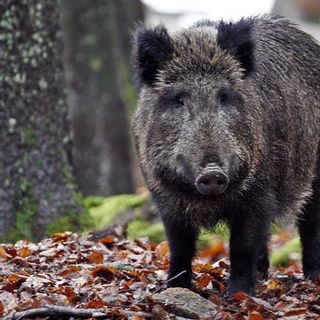 Cinghiali: nuovi abbattimenti a Boca e Cavallirio
