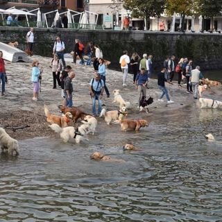 Raduno di Golden Retriever ad Arona: una giornata di festa per i dolci dorati
