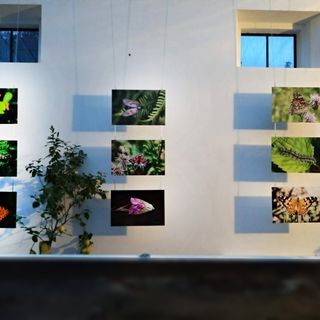 Il mondo degli insetti diventa multimediale: al Museo Meina arriva la mostra “MicroMacro”