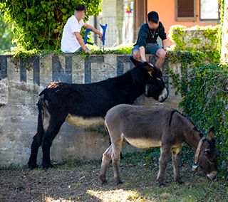 Annullato il Palio degli Asini di Cameri