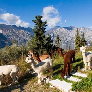 Petsfestival 2021: vieni a conoscere l’alpaca
