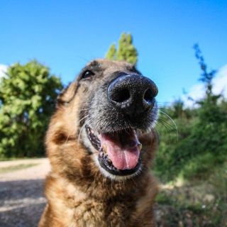 Campagna estiva di adozione cani: un'iniziativa promossa dal comune di Novara ed ENPA per contrastare gli abbandoni