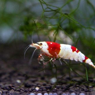 Petsfestival 2021: l’acquariologia è di casa