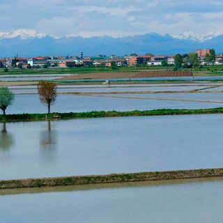 Coldiretti Novara-Vco – Riso: no al riconoscimento dell’Igp Basmati proposto dal Pakistan