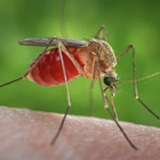 Prima vittima in Piemonte dell'infezione trasmessa dalle zanzare West Nile. E' successo a Novara