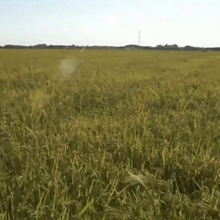 Siccità: è stato di emergenza per il consorzio irriguo Est Sesia