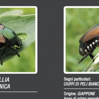 A Novara focus sull’emergenza popillia japonica con gli assessori regionali all’agricoltura e all’ambiente