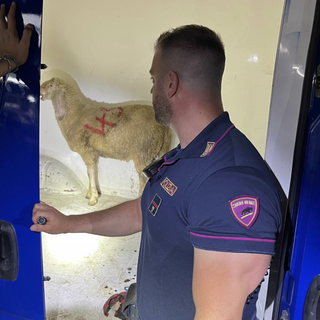 Indagato un uomo per maltrattamento di animali