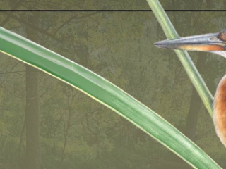 A Novara una serata di birdwatching