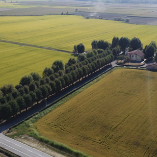 Agricoltura e cambiamenti climatici: a Novara due convegni per il futuro del riso