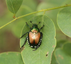 Popilia japonica, anche il nostro territorio tra le zone infestate