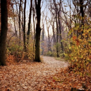 “Novembre al Parco”: il contest TikTok sulla magia dell’autunno tra Ticino e Lago Maggiore