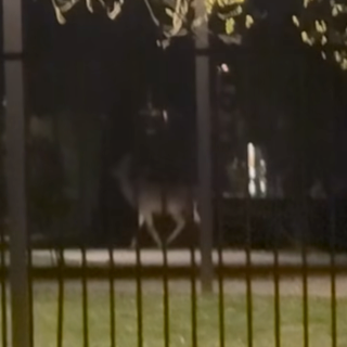 Capriolo avvistato nel Parco della Resistenza a Borgomanero