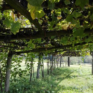 Vendemmia, Coldiretti: per braccianti dai paesi dell’est ridurre burocrazia e semplificare voucher agricolo
