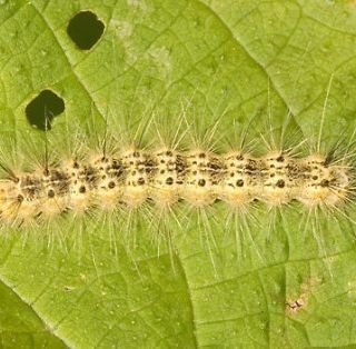 Processionaria o hyphantria cunea, chi ha colpito la nostra città?