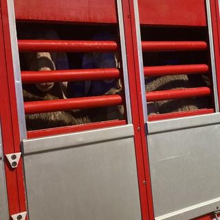 Trasportavano 600 pecore senza documentazione, sanzionati due camionisti