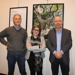 &quot;Alberi straordinari d’Italia&quot;: una mostra che celebra la natura