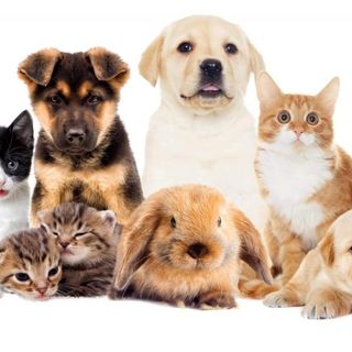 Nuove normative per la tutela degli animali