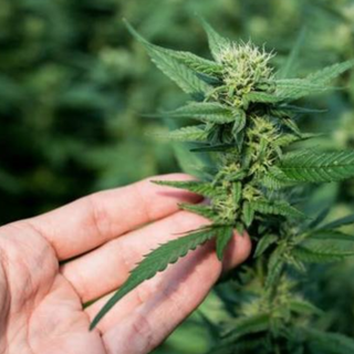 Stop alla vendita della &quot;cannabis light&quot;