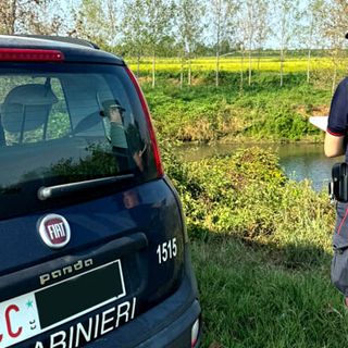 Multa di 3mila euro per pioppeto abusivo sulle rive dell'Agogna