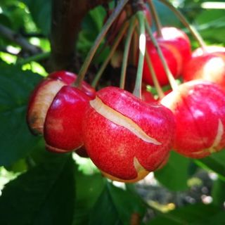 In 30 giorni l'acqua di sei mesi. E le ciliegie fanno &quot;crack…ing”: danni sulla frutta per la troppa pioggia