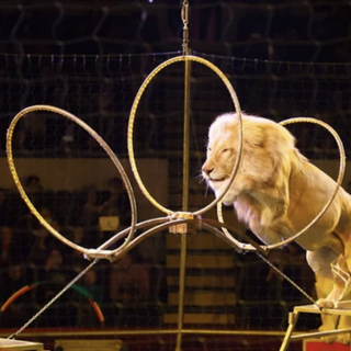 No al circo con gli animali: nuovo presidio di protesta a Novara