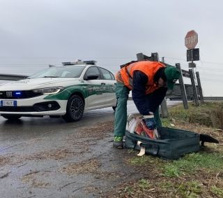 Novara, tolleranza zero per sosta abusiva e rifiuti abbandonati