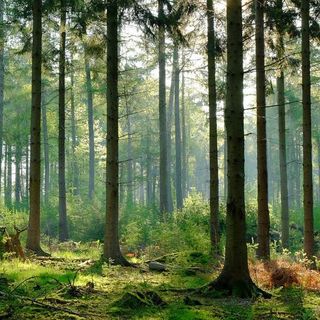 Foreste: cinque video prodotti dalle Regione per parlare della loro importanza