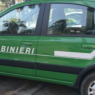 Scoperto macello clandestino nei boschi di Borgomanero