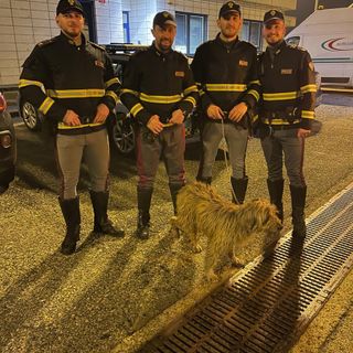Cane salvato in autostrada dalla Polizia