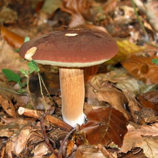 Stagione dei funghi: al via il servizio gratuito di controllo dell’Asl