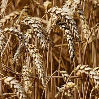 Esonero dal versamento INPS per le nuove iscrizioni in agricoltura: le novità della Legge di Bilancio