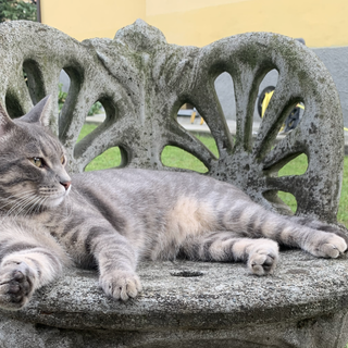 Open day in ricordo di Barbara Pastori: alla scoperta del mondo dei gatti