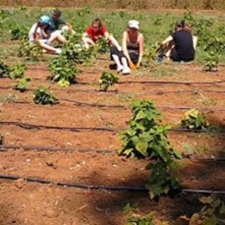 Stagionali agricoltura, pubblicato il bando per l’affitto di strutture abitative