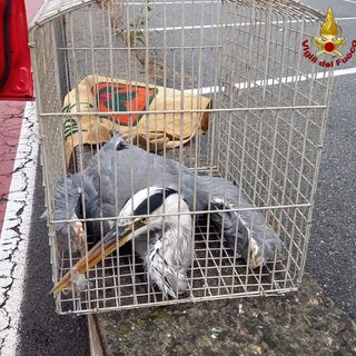 Vigili del fuoco soccorrono airone in difficoltà sul lungolago di Arona
