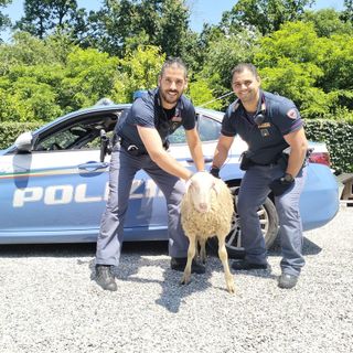 Novara: pecora in tangenziale crea caos tra gli automobilisti