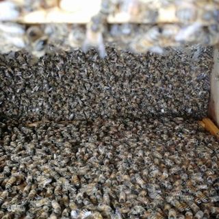 Apicoltura in ginocchio: nel 2019 in Piemonte si stima una perdita produttiva di 16 milioni di euro
