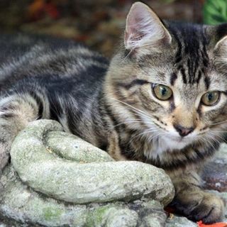 Trecate, gatti feriti o abbandonati: i numeri di emergenza