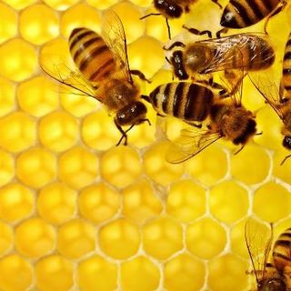Coldiretti, Giornata delle Api: &quot;Aumenta il consumo, ma a rischio la produzione per il clima”