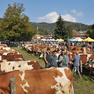 Domenica 13 ottobre ad Armeno torna la Fiera Zootecnica