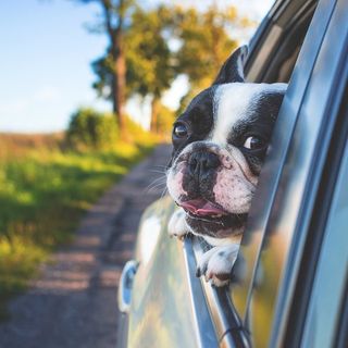 Notizie Piemonte. Lascia il cane chiuso in auto due ore sotto il sole, biellese multato