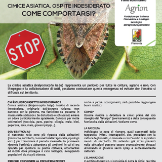 Cimice asiatica: come contrastarne la diffusione?