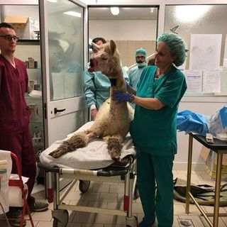 Notizie dal Piemonte. Prima operazione riuscita per Joy, l'alpaca aggredito da un cane