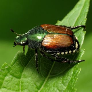 Trecate, Popillia Japonica Newman: misure di emergenza della Regione Piemonte