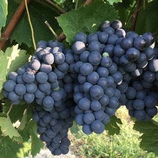 Arrivano le indicazioni per la presentazione delle dichiarazioni di vendemmia e produzione vini 2019