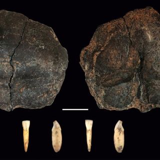 Scoperti a Borgosesia i resti preistorici più antichi del Nord Italia