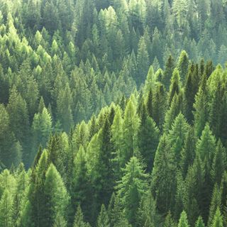 Festa dell’Albero 2019: piantumazioni contro l’emergenza climatica